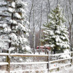 snow pines